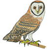 Barn Owl 11977