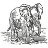 Elephant 12348