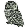Owl 10388